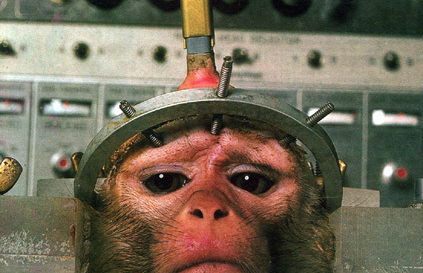 Outlaw experimentation on chimpanzees in the US Outlaw experimentation on chimpanzees in the US
