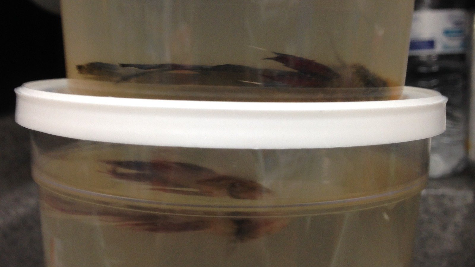 Petition · WalMart Please STOP selling fish and other aquatic