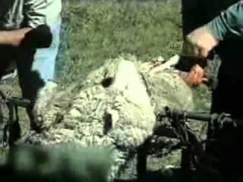 are ugg boots made from a live sheep are ugg boots made from a live sheep