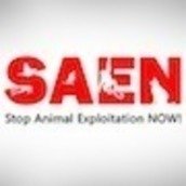 SAEN - Stop Animal Exploitation NOW! SAEN - Stop Animal Exploitation NOW!