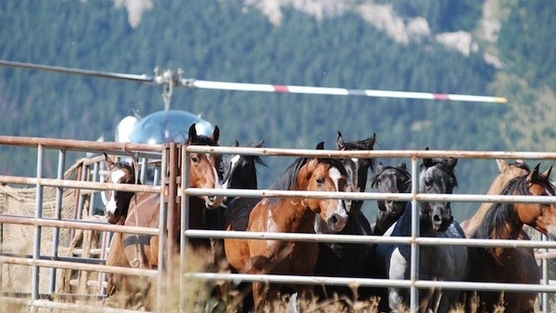 A Unified Call for an Immediate Moratorium on Wild Horse & Burro Roundups A Unified Call for an Immediate Moratorium on Wild Horse & Burro Roundups
