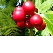 Kona Coffee Farmers Association Kona Coffee Farmers Association