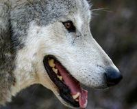 Urge President Obama to Stand Up for Wolves Urge President Obama to Stand Up for Wolves