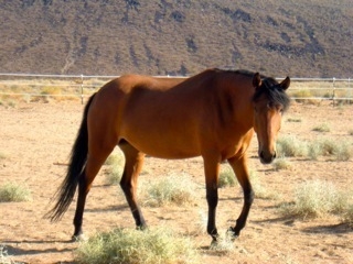 BLM AND WILD HORSE ROUNDUPS BLM AND WILD HORSE ROUNDUPS