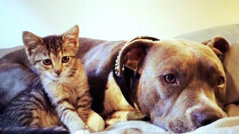 How Many Cats And Dogs Are Killed Each Year How Many Cats And Dogs Are Killed Each Year