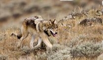 Death of Adventurous Wolf, Not an End but a Beginning : Determine the Legacy of Wolf 341F Death of Adventurous Wolf, Not an End but a Beginning : Determine the Legacy of Wolf 341F