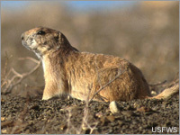 Tell the EPA to Protect Imperiled Wildlife from Poisons! Tell the EPA to Protect Imperiled Wildlife from Poisons!