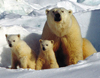 Protect Polar Bears from Global Warming Protect Polar Bears from Global Warming