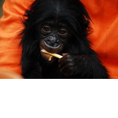 ENDANGERED SPECIES INTERNATIONAL ENDANGERED SPECIES INTERNATIONAL