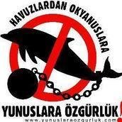 Yunuslara Özgürlük Platformu Yunuslara Özgürlük Platformu