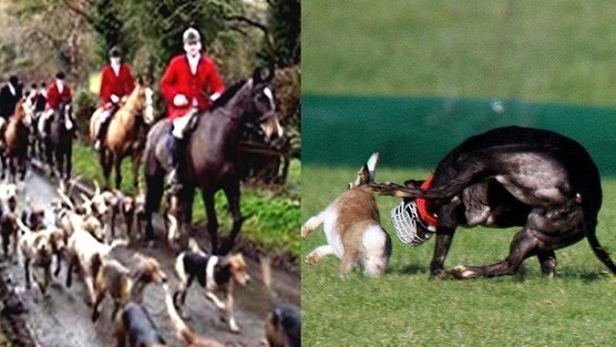 Ban Blood Sports in Ireland Ban Blood Sports in Ireland