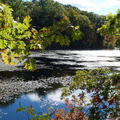 The Walden Woods Project The Walden Woods Project