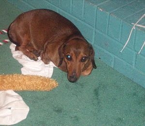 Hold Police Accountable for Needless Killing of an 11 Year Old, 12 pound family pet Hold Police Accountable for Needless Killing of an 11 Year Old, 12 pound family pet
