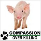 Compassion Over Killing Compassion Over Killing
