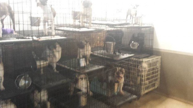 Illinois+Animal+Control+Laws Petition · Illinois General Assembly: Illinois Puppy Mill Cruelty ...