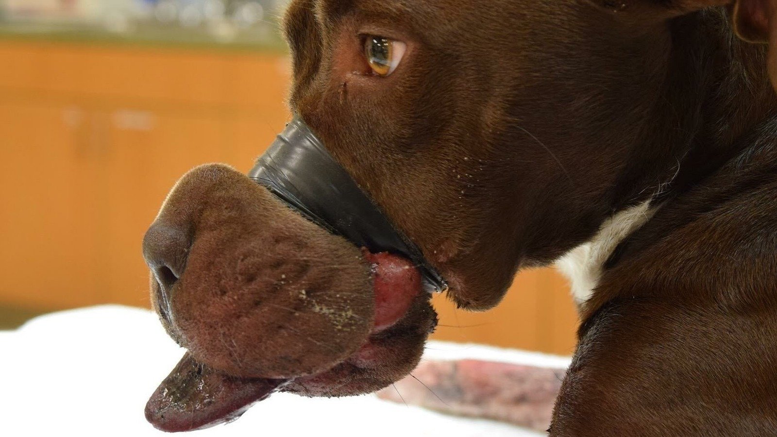 the problem of animal abuse around the world the problem of animal abuse around the world