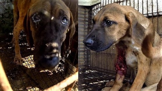 Seoul, South Korea! Enforce the Ban on Despicable Dog Meat Trade-Close down Illegal Dog Slaughterhouses & Restaurants in Gyeongdong Market! Seoul, South Korea! Enforce the Ban on Despicable Dog Meat Trade-Close down Illegal Dog Slaughterhouses & Restaurants in Gyeongdong Market!