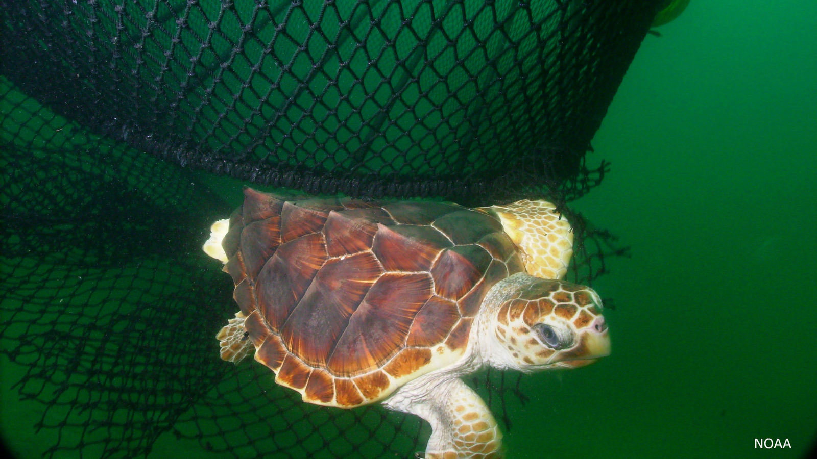 Petition · More than 50,000 sea turtles could die but here's a simple