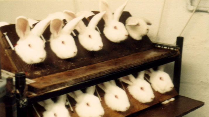 Colgate Animal Testing Petition · Dove, L'Oreal, Colgate, Avlon: End Animal Testing · Change.org