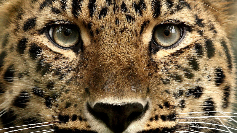 Petition · Toutes les personnes qui adorent les animaux Petition · Toutes les personnes qui adorent les animaux
