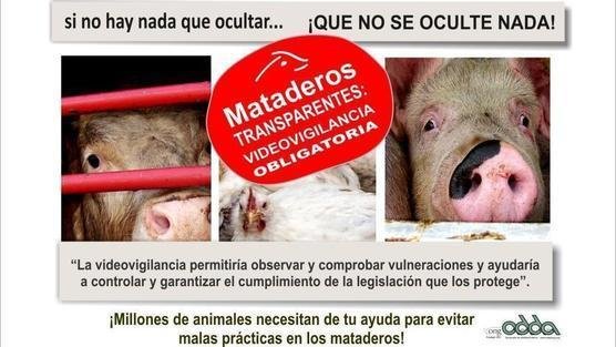 Animales sacrificados en los mataderos incorrectamente o sin ser antes aturdidos, con un sufrimiento horrible IxWdjrLsSVAbAFu-556x313-noPad