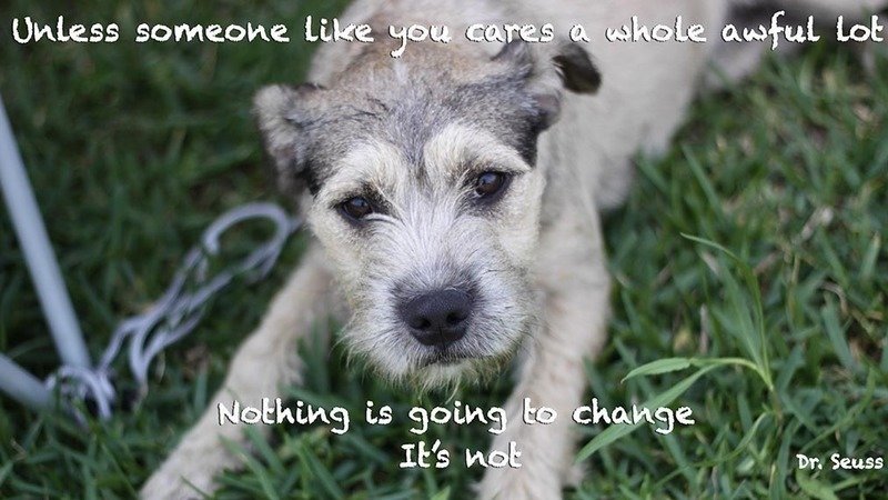 Petition · Annise Parker: Fix Houston's Homeless pet ...