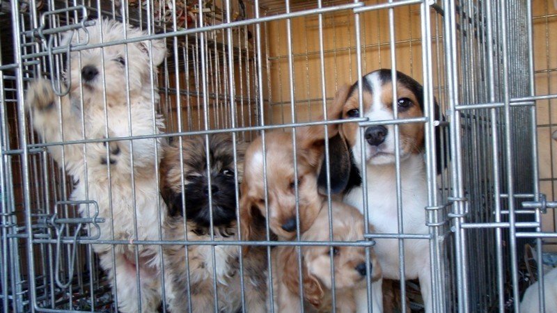 is premier pups a puppy mill petition 183 rich coleman deputy premier columbia shut puppy mills is premier pups a puppy mill petition 183 rich coleman deputy premier columbia shut puppy mills