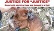 Prosecuting Crown Attorney of Ontario Court of Justice: JUSTICE FOR "JUSTICE", LITTLE DOG BOUND WITH ELECTRICAL TAPE AND DUMPED IN A FIELD