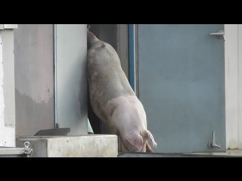 R And D Trucks >> Petition · Ministry of Health, Labour and Welfare: End cruel treatment of animals at ... R And D Trucks >> Petition · Ministry of Health, Labour and Welfare: End cruel treatment of animals at ...