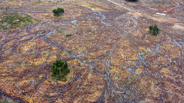 clearcut for biomass