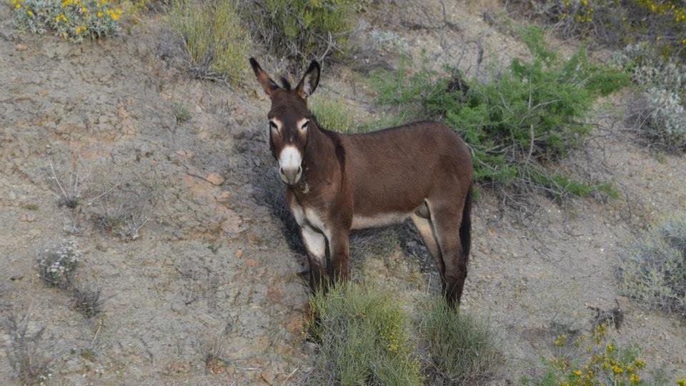 Arizona State Representatives >> Petition · AZ Burros in the Crosshairs · Change.org Arizona State Representatives >> Petition · AZ Burros in the Crosshairs · Change.org