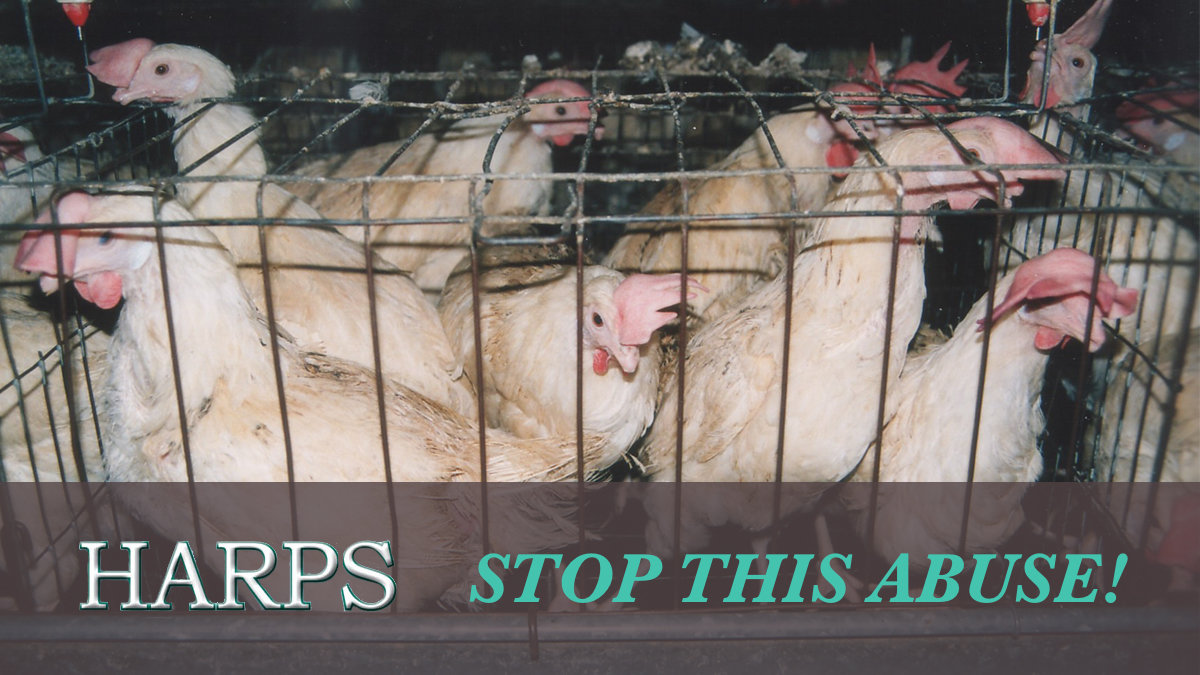 Harps Food Stores Human Resources Harps Food Stores Human Resources